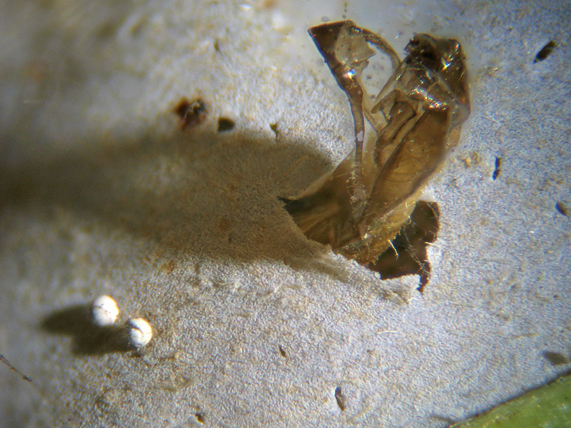 Phyllonorycter robiniellus